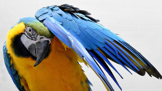 Großes Vogelzählen im Zoo