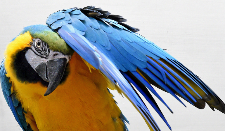 Großes Vogelzählen im Zoo