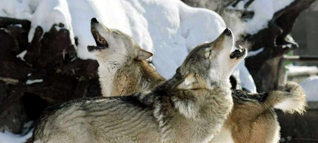 Wölfe kehren zurück nach Deutschland