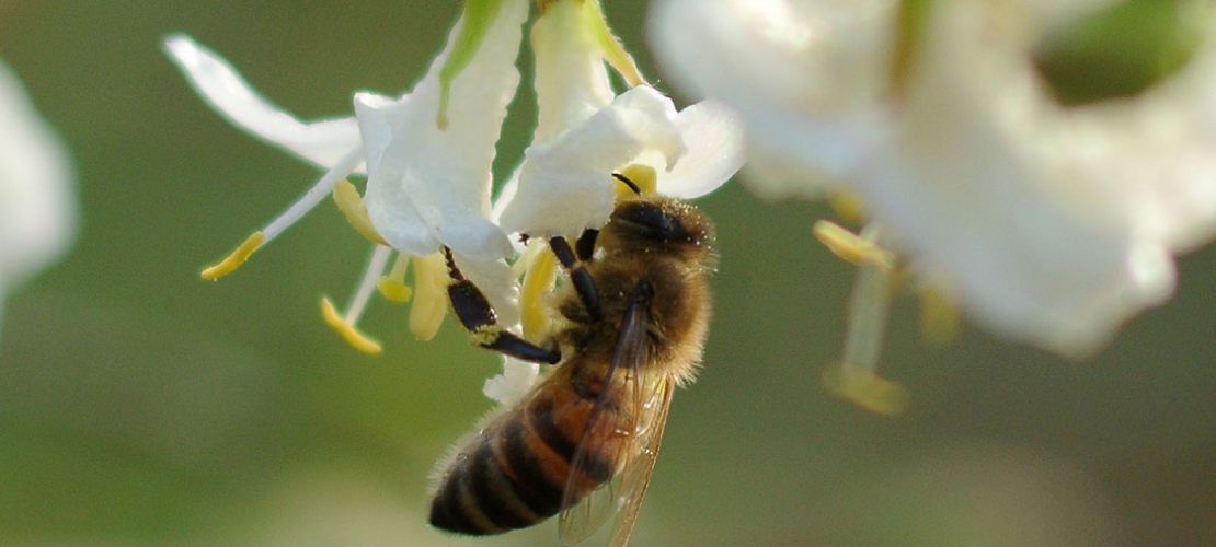 So baust du ein Hotel für Bienen