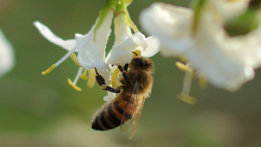 So baust du ein Hotel für Bienen