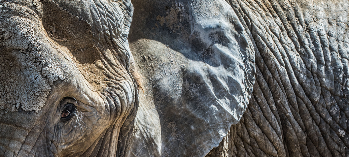 Warum haben Elefanten Falten?