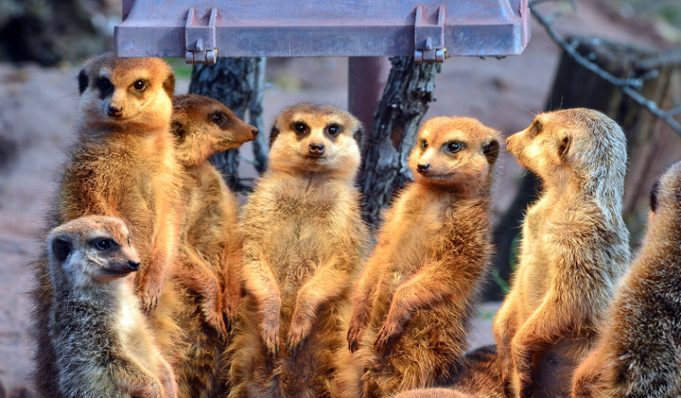 Warum haben Erdmännchen im Zoo Wärmelampen?