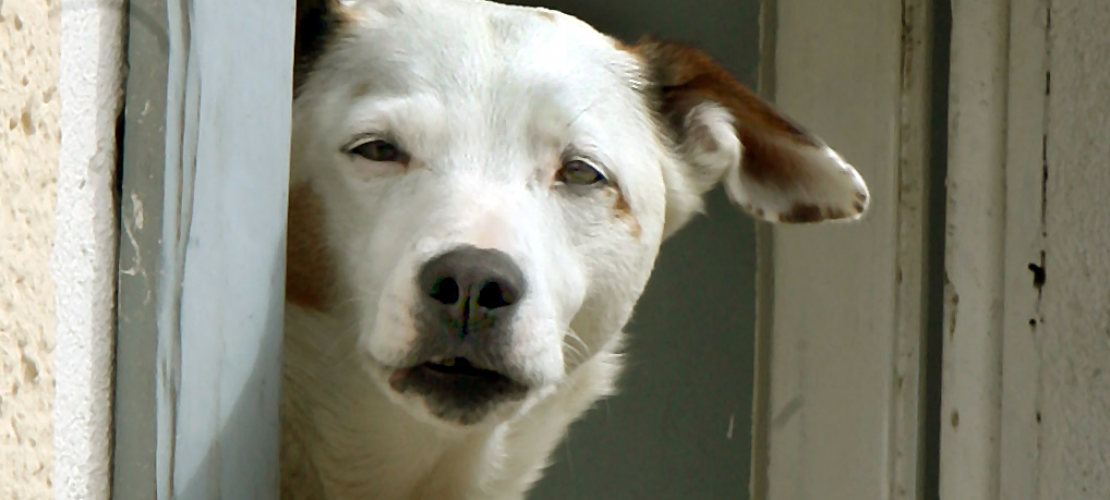 Können Hunde allergisch gegen Fleisch sein?