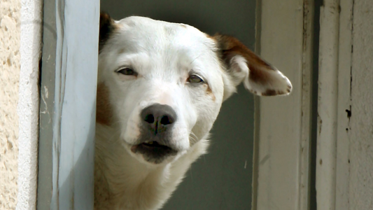 Können Hunde allergisch gegen Fleisch sein?
