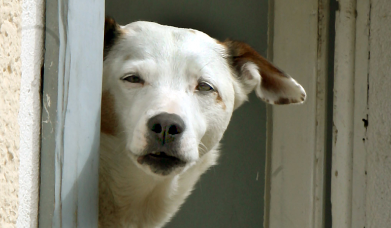 Können Hunde allergisch gegen Fleisch sein?
