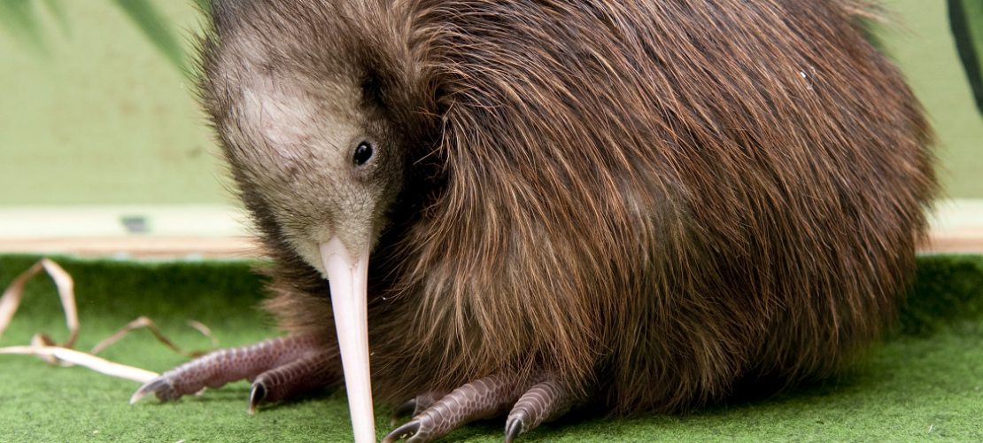 Der Kiwi: Ein schräger Vogel ohne Flügel