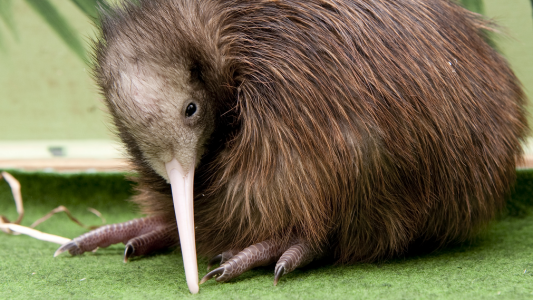 Der Kiwi: Ein schräger Vogel ohne Flügel
