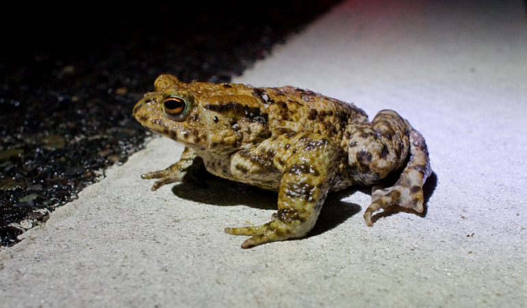 Warum wandern Kröten im Frühjahr?