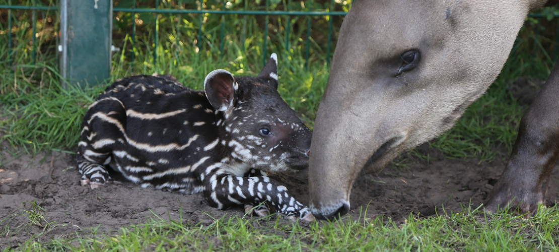 Tapir