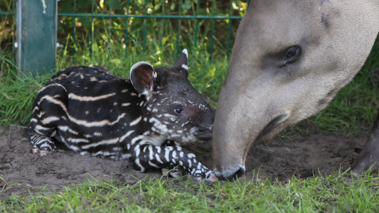 Tapir