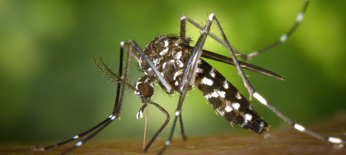 Wie wird Zika übertragen?