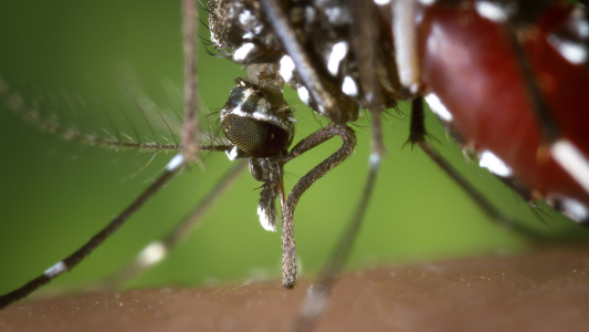 Was ist aus Zika geworden?