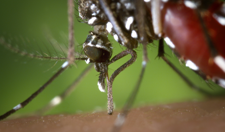 Was ist aus Zika geworden?