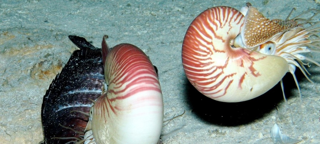 Was sind lebende Fossilien?