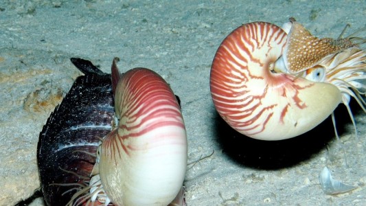 Was sind lebende Fossilien?