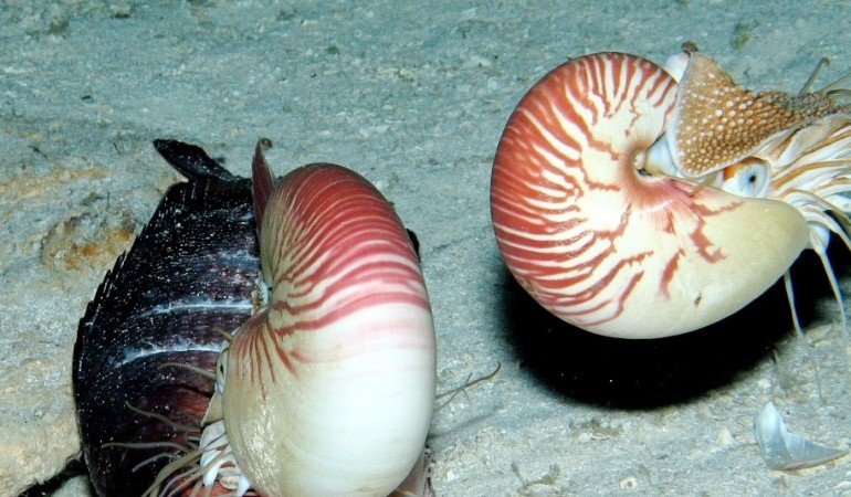 Was sind lebende Fossilien?