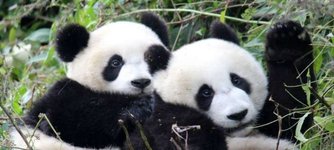 Süße Vielfraße mit sechs Fingern