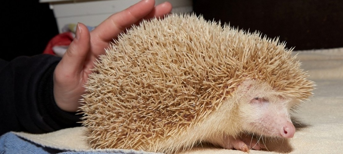 Warum haben Albinos so helle Haut?