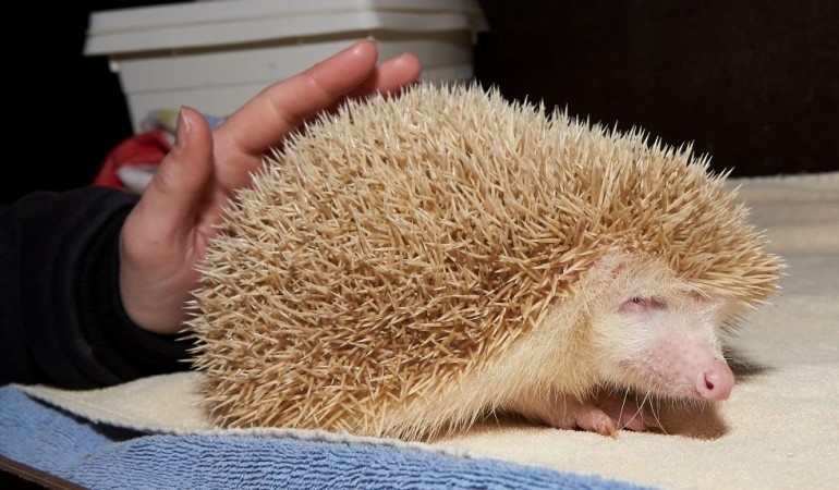 Warum haben Albinos so helle Haut?