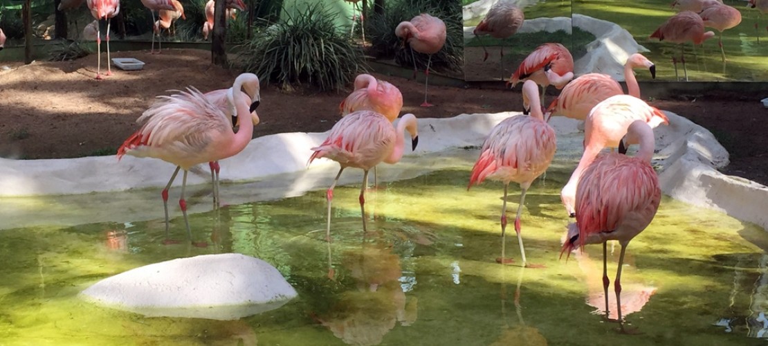 Deutscher Zoo in Brasilien