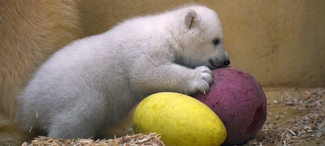 Spielstunde für Eisbärbaby