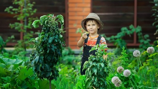 Diese Pflanzen kannst du selbst anbauen