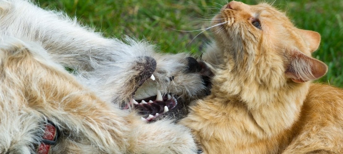 Haustier-Tausch in den Ferien