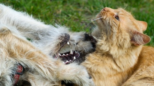 Haustier-Tausch in den Ferien