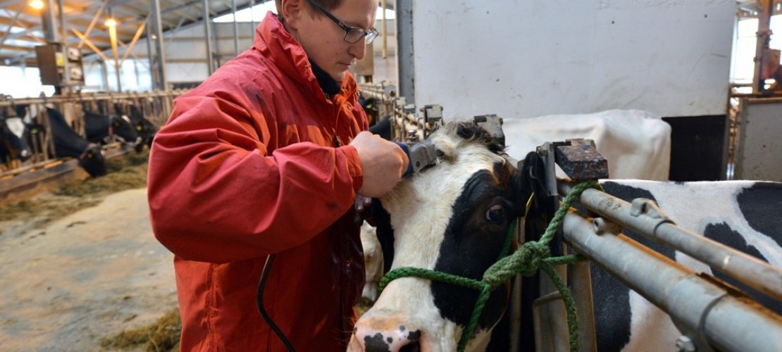 Jürgen Krämer macht Kühen die Haare schön