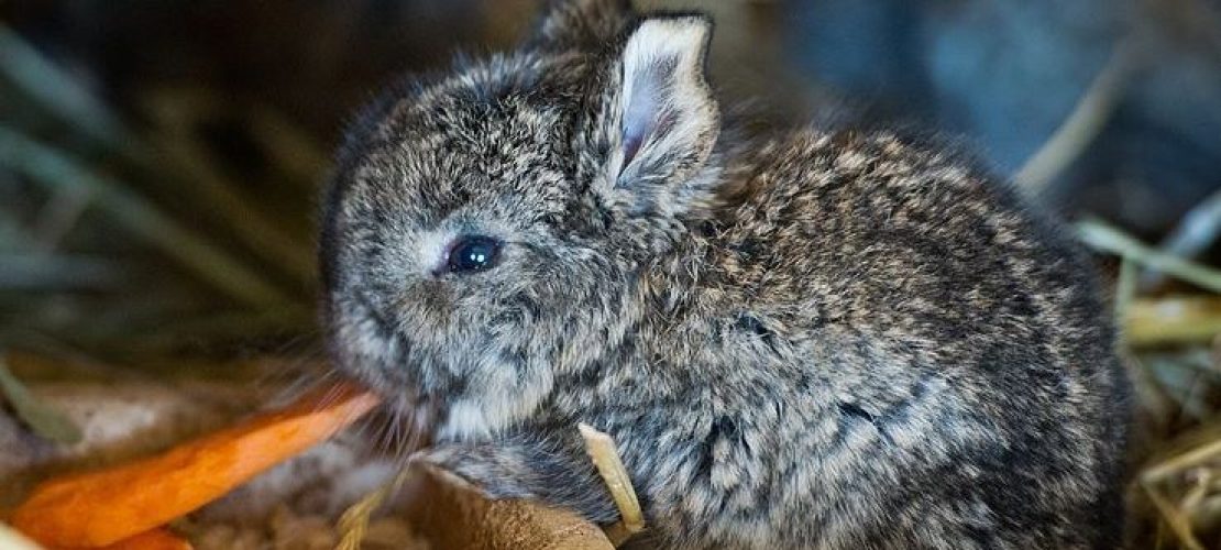 Hallo, ihr Tierkinder!