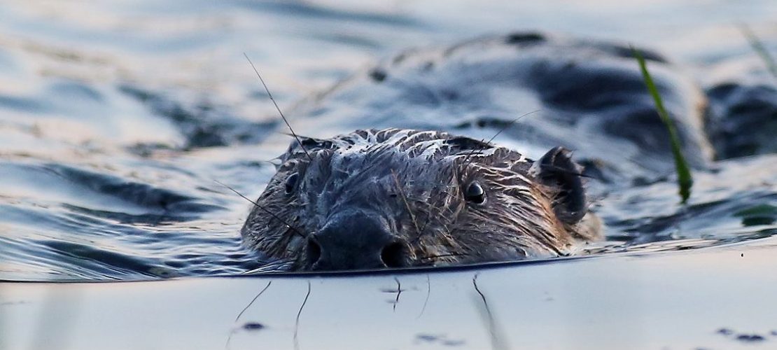 Warum schwimmen Biber so gut?
