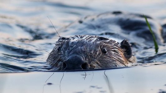 Warum schwimmen Biber so gut?