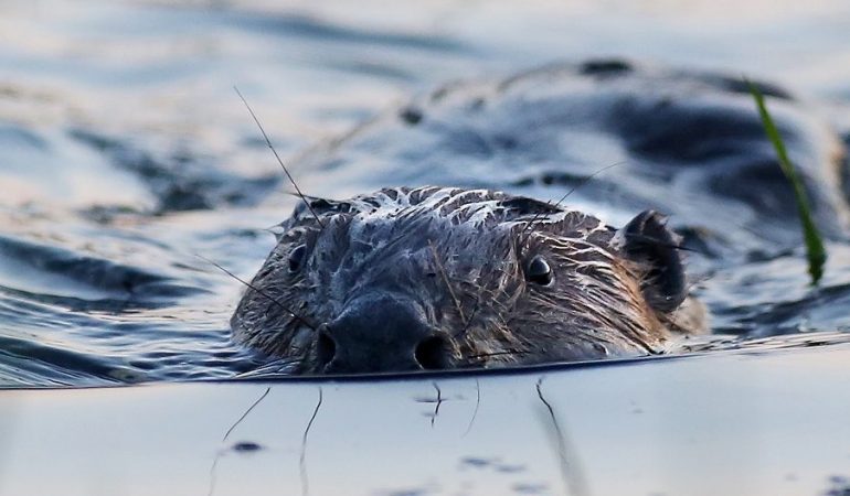 Warum schwimmen Biber so gut?