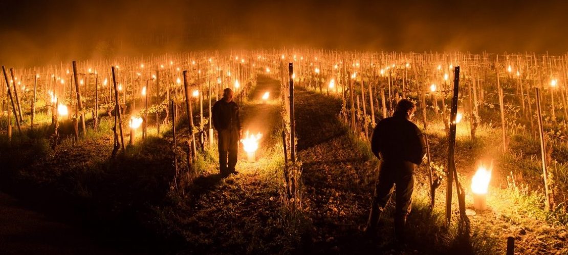 Kerzen im Weinberg