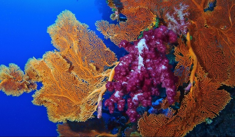 Was du über Korallen wissen musst