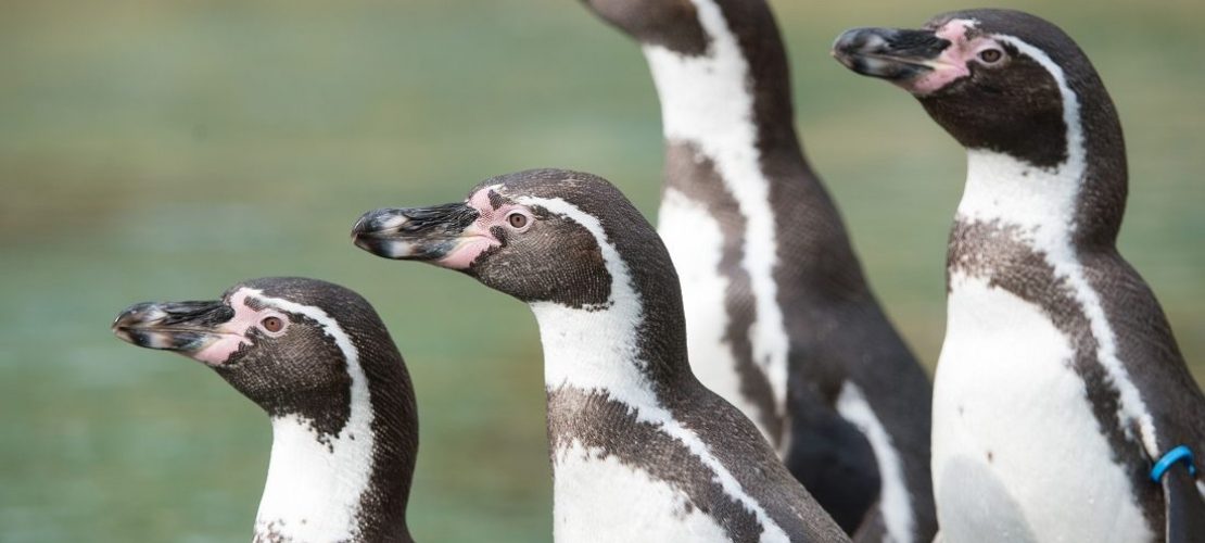 Heute treffen sich die Pinguine