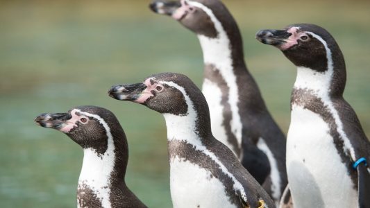 Heute treffen sich die Pinguine
