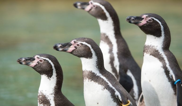 Heute treffen sich die Pinguine