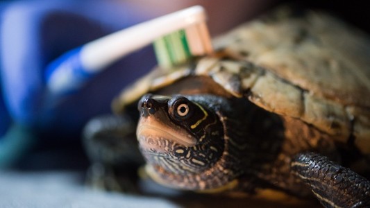 Massage für Schildkröten