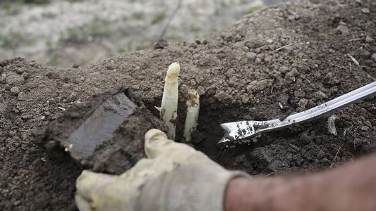 So wird Spargel geerntet