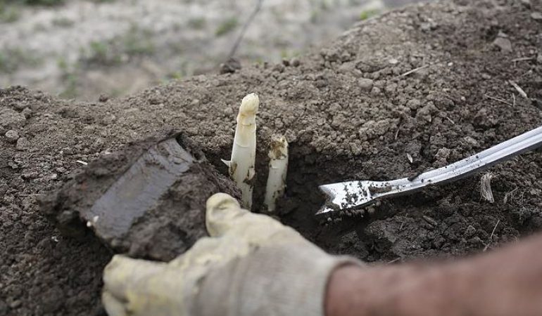 So wird Spargel geerntet