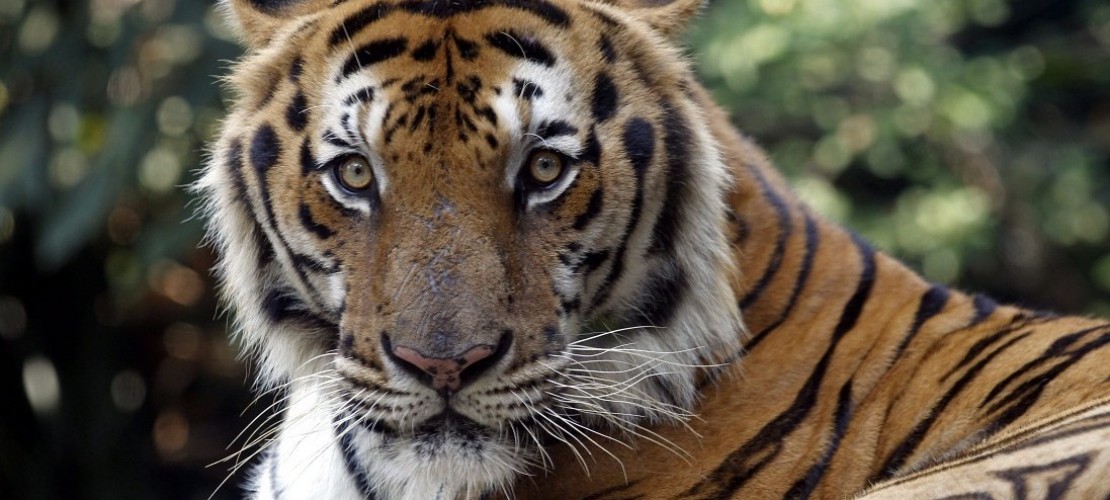 Es gibt wieder mehr Tiger!