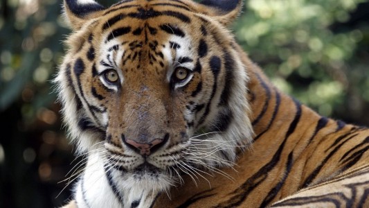 Es gibt wieder mehr Tiger!
