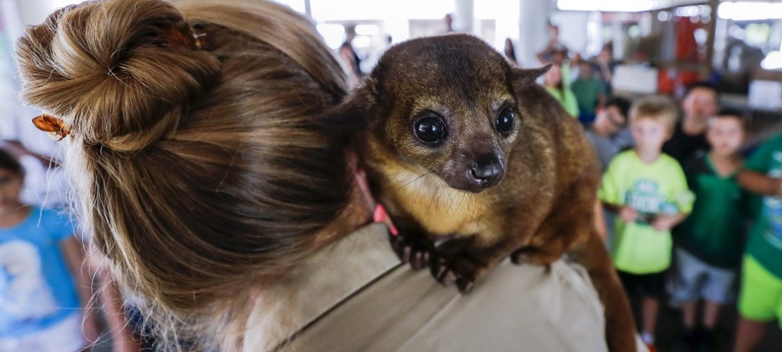 Süße Nachtkletterer auf der Jagd