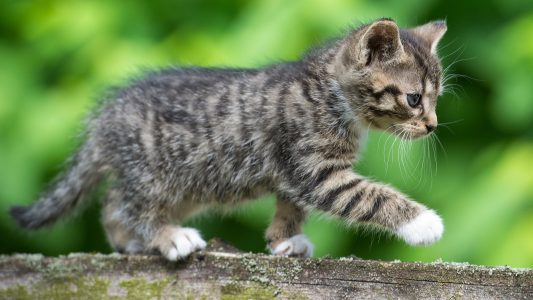 Welches Haustier ist am beliebtesten?