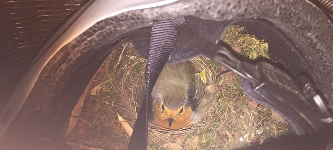 Lissy leiht ihr Fahrrad einem Vogel