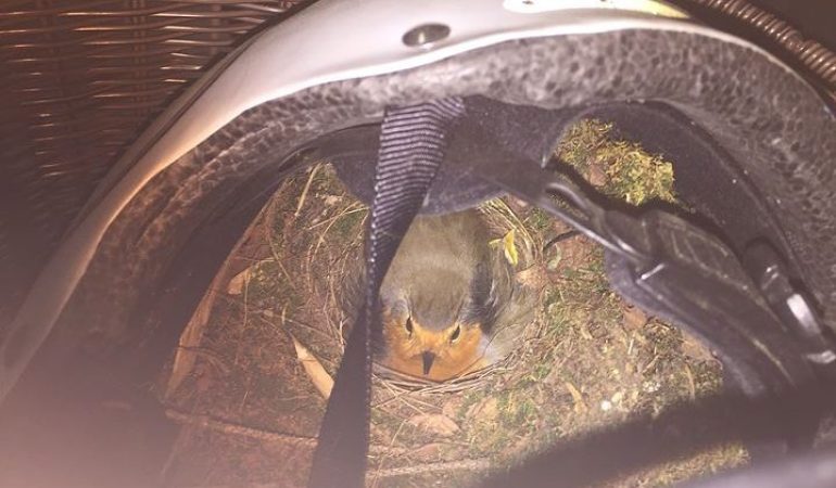 Lissy leiht ihr Fahrrad einem Vogel