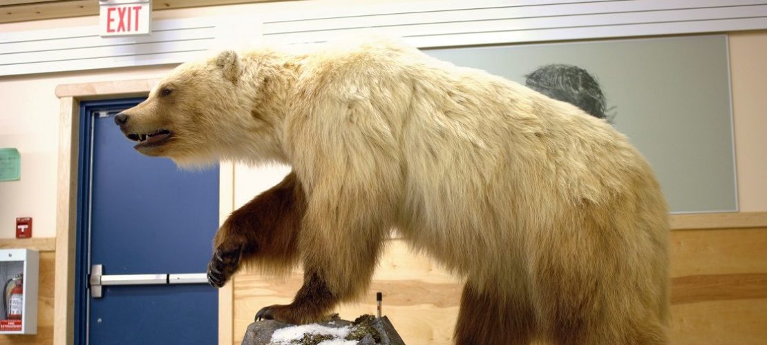 Eine neue Art: der Pizzly