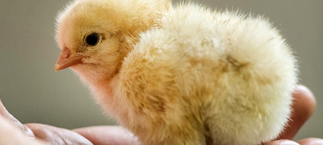 Warum werden viele Küken getötet?